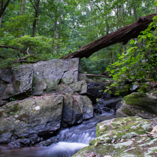beaver-valley-greg-young.jpg