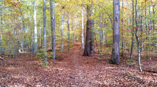 Beautiful-Beech-forest-in-Beaver-Valley-900.jpg